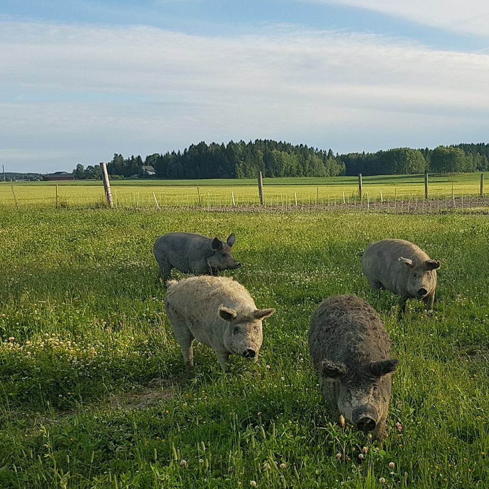 Mangalitza, Mangalitca,
Mangalitsa