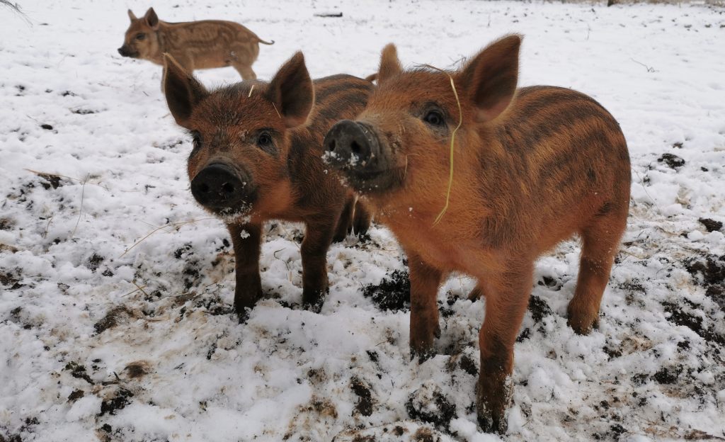 Mangalitza piglets